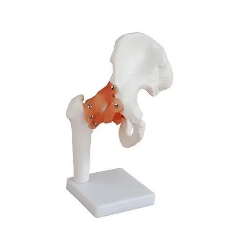 MODELO DE ARTICULACIÓN DE LA CADERA