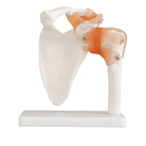 modelo-de-articulacion-hombro