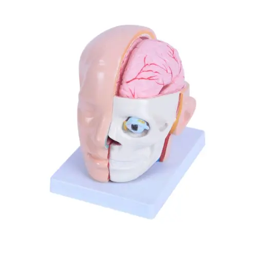 MODELO DE CARA CON CEREBRO Y CRÁNEO