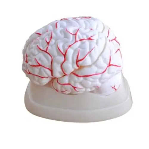 modelo-de-cerebro-humano-en-8-partes