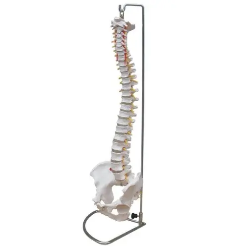 modelo-de-columna-vertebral-flexible