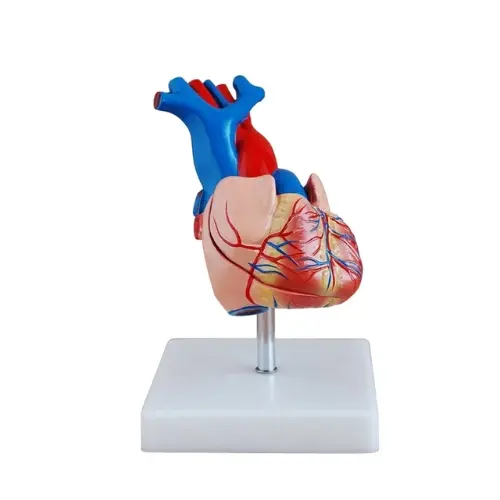 MODELO DE CORAZÓN EN TAMAÑO NATURAL