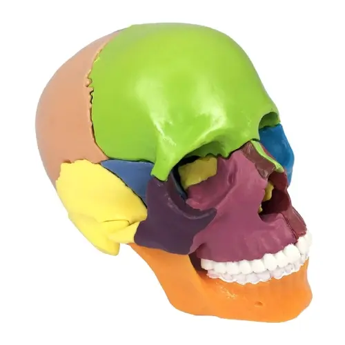 modelo-de-craneo-en-colores-15pzs-mini