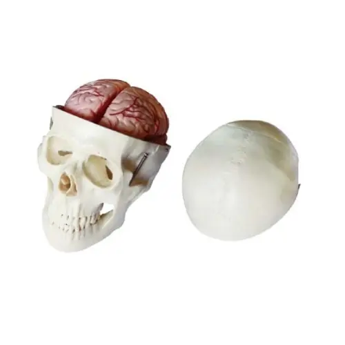 modelo-de-craneo-humano-con-cerebro