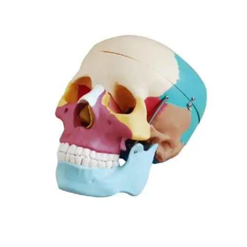 MODELO DE CRÁNEO HUMANO EN COLORES