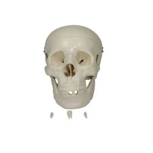 MODELO DE CRÁNEO HUMANO TAMAÑO NATURAL