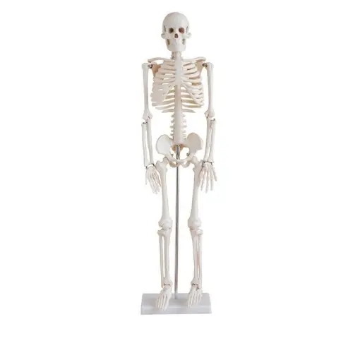 modelo-de-esqueleto-humano-85-cm