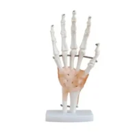 MODELO DE MANO HUMANA CON LIGAMENTOS
