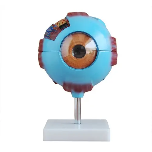 MODELO DE OJO HUMANO GIGANTE