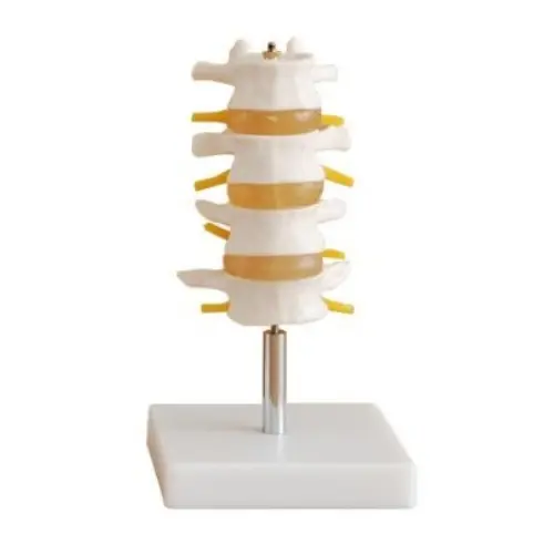 MODELO DE VÉRTEBRAS LUMBARES